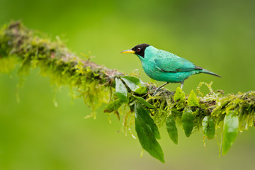 Green honeycreeper (Chlorophanes spiza) is a small bird in the tanager family. It is found in the tropical New World from southern Mexico south to Brazil, and on Trinidad.