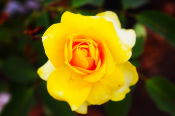 yellow rose with water drops of dew