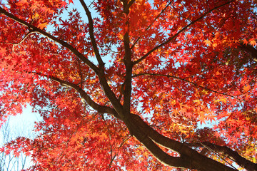 日本の紅葉