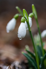 Snowdrops in the forest on a blurred background
