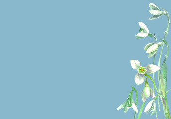 Background of snowdrops on a blue-gray background
