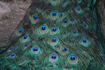 Obraz premium peacock with feathers