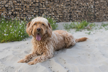 Hybrid dog lies in front of a stone wall in the sand and looks at the camera