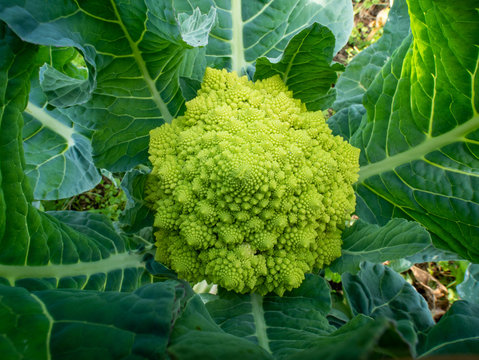 Romanesco broccoli, Roman cauliflower, Broccolo Romanesco, Romanesque cauliflower is an edible flower bud of the species Brassica oleracea. 