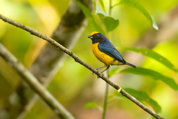 Naklejka premium Orange-bellied euphonia (Euphonia xanthogaster) is a species of bird in the finch family, Fringillidae. They were formerly considered tanagers (Thraupidae).