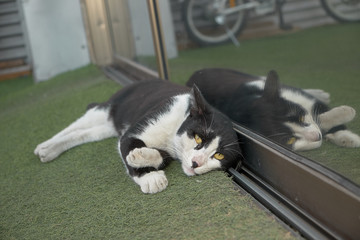 cat and window