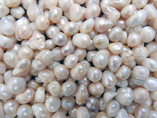 Freshwater pearl. Beautiful natural background.