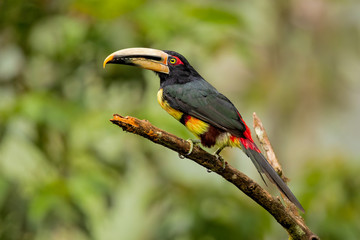 Pale-mandibled aracari, or pale-mandibled araçari (Pteroglossus erythropygius), is a species of bird in the family Ramphastidae. It is found in western Ecuador and Peru. 