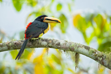 Pale-mandibled aracari, or pale-mandibled araçari (Pteroglossus erythropygius), is a species of bird in the family Ramphastidae. It is found in western Ecuador and Peru. 