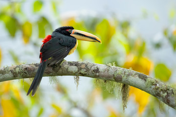 Pale-mandibled aracari, or pale-mandibled araçari (Pteroglossus erythropygius), is a species of bird in the family Ramphastidae. It is found in western Ecuador and Peru. 