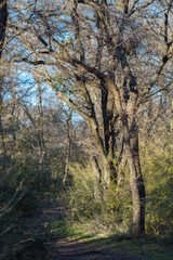 A dirt track in a Texas city park on a sunny February day.
