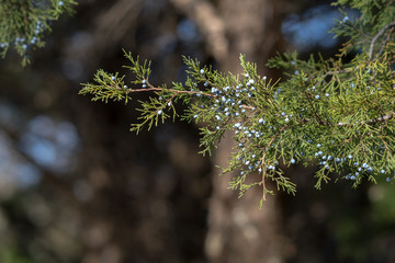 Berries on tree branches in a Texas city park on a sunny February day.