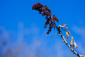 Berries on tree branches in a Texas city park on a sunny February day.