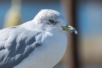 Ring Billed Gull closeup profile of head