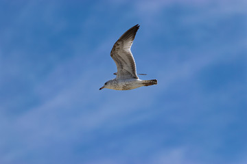 Obraz premium Ring Billed Gull flying overhead in cloudy sky