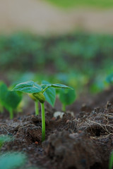 Young beans plants growing from seed step up in nature with the fertile loam soil.