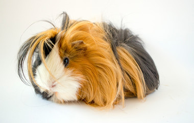 Guinea pig on a white background © magik555