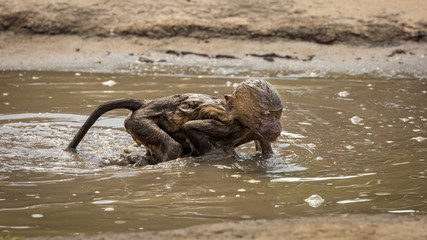 Young Monkey Swimming Outdoor Mud