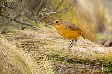 Tawny antpitta (Grallaria quitensis) is a species of bird in the Grallariidae family.