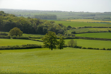 Fototapeta na wymiar Green fields and rolling hills, typical English landscape in the Spring time, near Sherborne, Dorset, UK