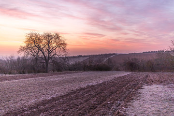 Sonnenaufgang in den Feldern Rheinhessens