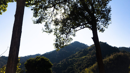 The Tree