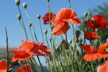 Beautiful red poppy flowers on a blue sky background.Photo.Landscape.