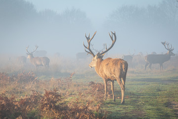 Portrait of majestic red deer stag.