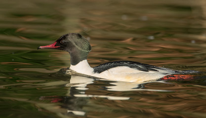 Goosander Male Swimming