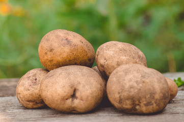 Fototapeta premium Several Large beautiful fresh potatoes on a wooden table against a background of green grass.Nature.Landscape.