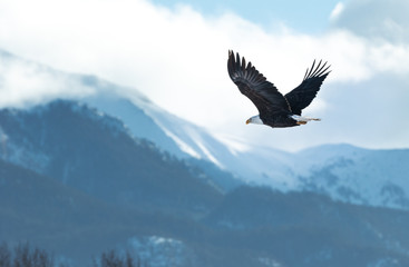 British Columbia Eagles in the wild  - Powered by Adobe