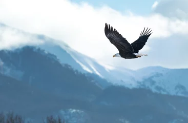 Fototapeten British Columbia Eagles in freier Wildbahn © Pascal