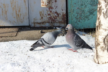 Fototapeta premium two pigeons on a fence