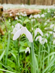 snowdrops in the nature