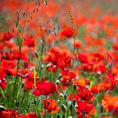 Obrazy  Maki, czerwony kwiat na polach wiosną.