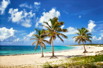 Fototapeta na wymiar Beautiful sandy beach with palm tries and turquoise water in the Caribbean