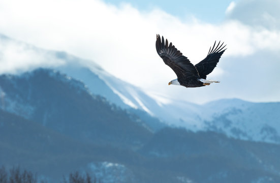 British Columbia Eagles in the wild 