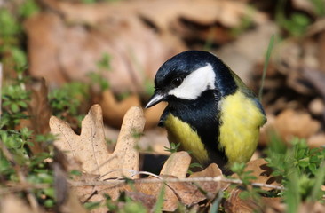 Great tit on branch background, Parus major