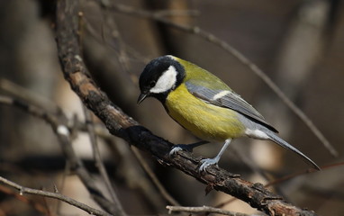 Great tit on branch background, Parus major