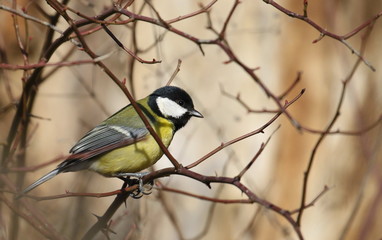 Great tit on branch background, Parus major