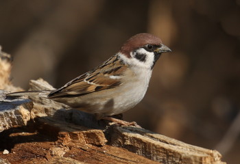 Tree sparrow on branch, passer montanus