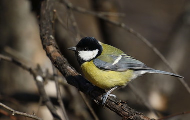 Fototapeta premium Great tit on branch background, Parus major