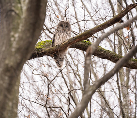 The Ural owl (Strix uralensis) is a fairly large nocturnal owl. It is a member of the true owl family, Strigidae. The Ural owl is a member of the genus Strix