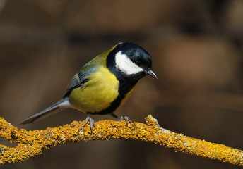 Obraz premium Great tit on branch background, Parus major