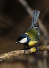Great tit on branch background, Parus major