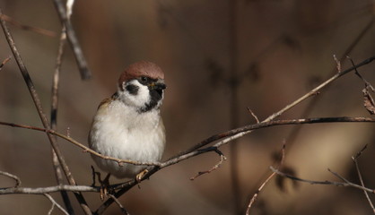 Tree sparrow on branch, passer montanus