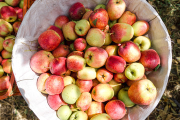 Freshly harvested red apples