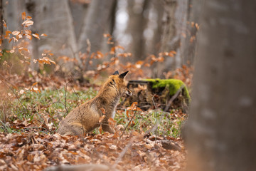 The red fox is the largest of the true foxes and one of the most widely distributed members of the order Carnivora, being present across the entire Northern Hemisphere from the Arctic Circle to North 