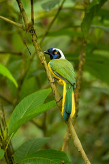 Inca jay (Cyanocorax yncas) is a bird species of the New World jays, which is endemic to the Andes of South America. 