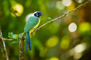 Inca jay (Cyanocorax yncas) is a bird species of the New World jays, which is endemic to the Andes of South America. 